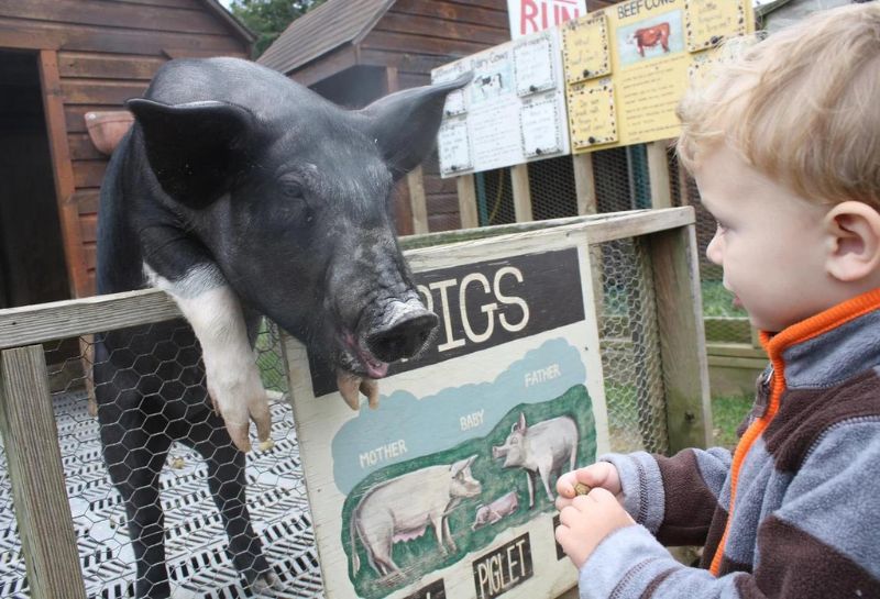 Little kid playing with a pig at the farm