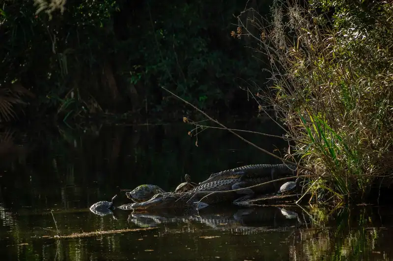 A group of alligators are resting on the bank of a river.