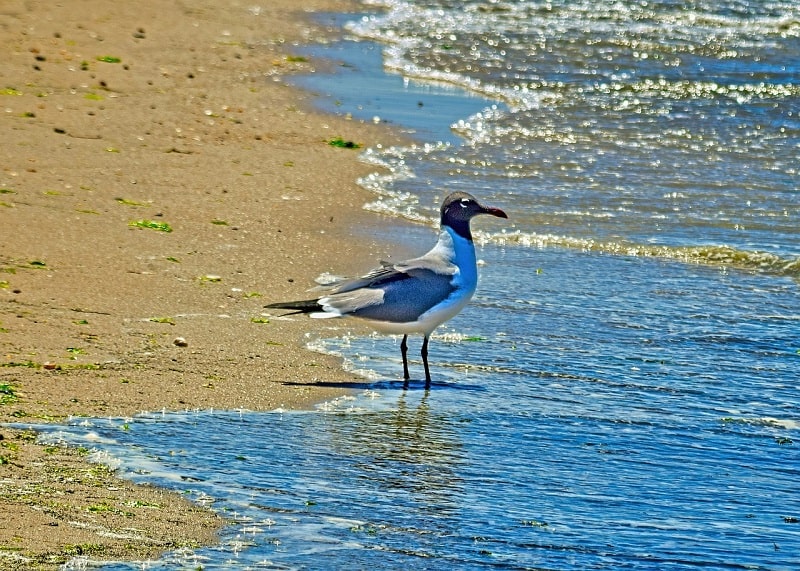 13 Great Maryland Beaches