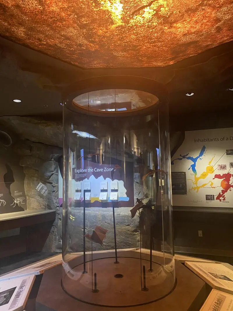 A museum featuring a glass display case showcasing artifacts and a rock wall inspired by the Kartchner Caverns.