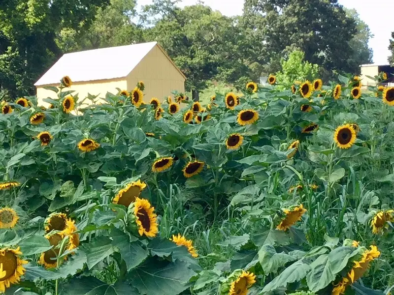 A sunflower field in Maryland located in front of a house.