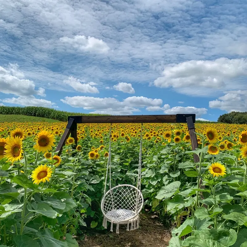 A swing beneath sunflowers in Maryland.