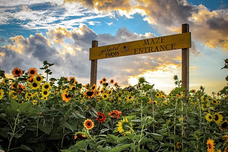 Source: Gold Pedal Farms, a Maryland sunflower field.