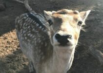 Grand Canyon Deer Farm: Everything You Need to Know Before You Go