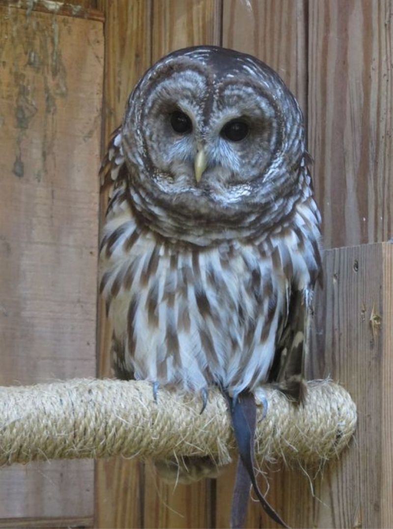 gulf branch nature center arlington | owl on display