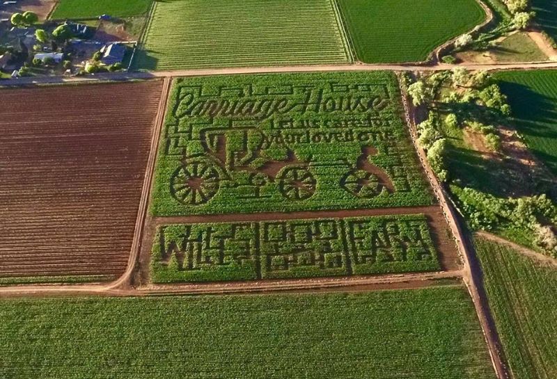 Corn maze at Willis Farms 