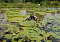 Kenilworth Park & Aquatic Gardens: An Oasis in the City