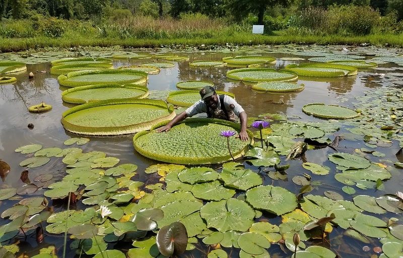 Man with a huge water lily inside the lake 