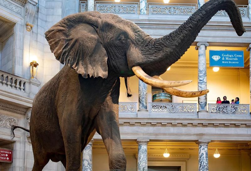 A life-like elephant display at the Smithsonian National Museum of Natural History in Washington DC