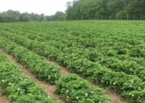 Larriland Farm Strawberry Picking: Fun for Everyone