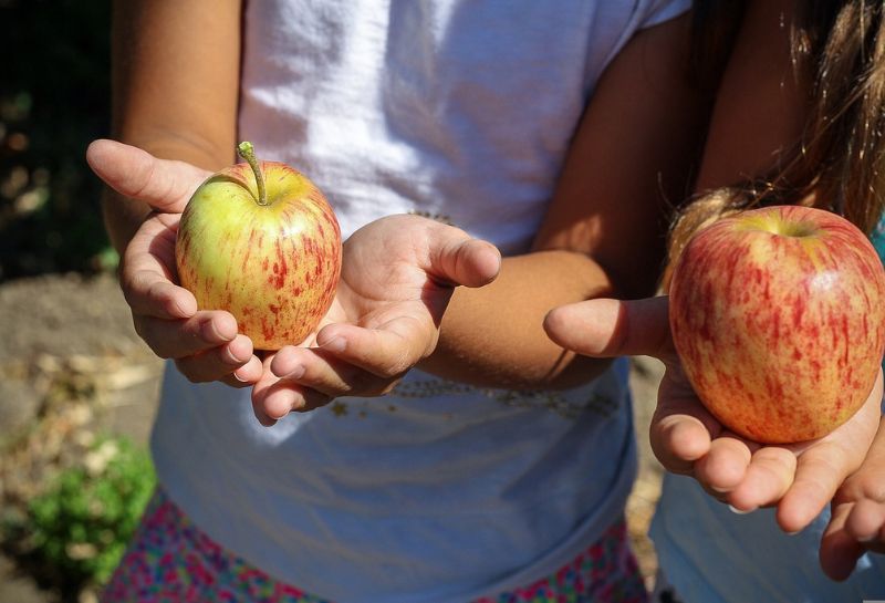 Pick Your Own Apples at Larriland Farm