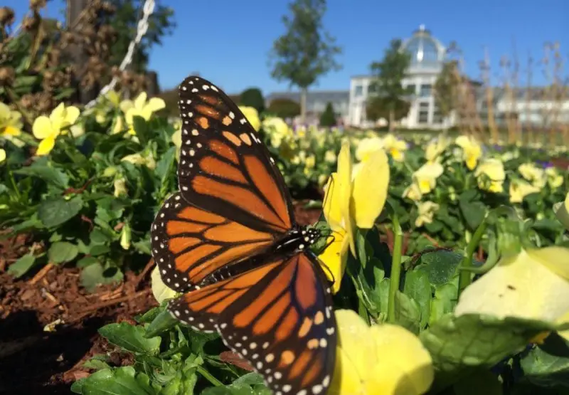 Butterflies Live at Lewis Ginter
