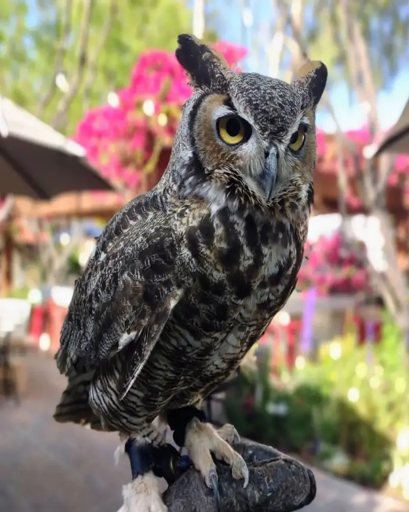 Owl at Liberty Wildlife