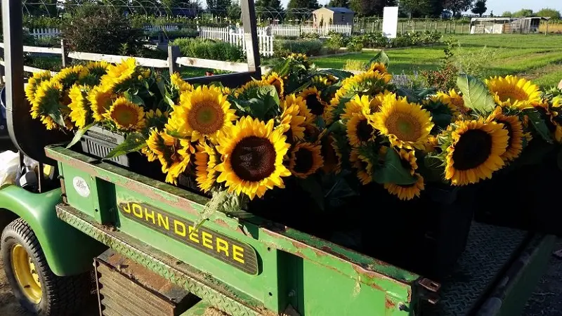 A green tractor in sunflower fields.