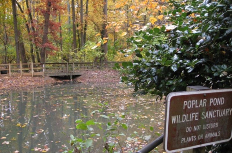 Image of pond at Long Branch Nature Center
