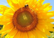 21 Sunflower Fields, Festivals & Mazes in Maryland (2022 Season)