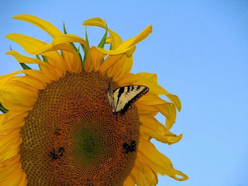 A butterfly is sitting on top of a sunflower in sunflower fields.