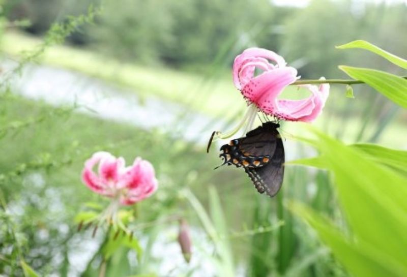 Butterfly garden at Meadowlark Botanical Gardens