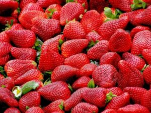 3 Farms to Pick Your Own Strawberries in Maryland