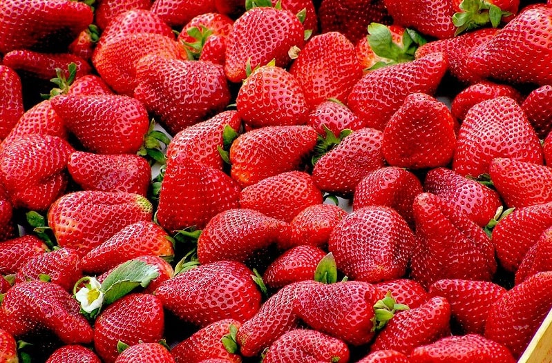 virginia farms pick your own strawberries