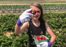 Strawberry Picking at Miller Farms in Clinton MD (Berries, Market, Bakery)
