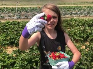 Strawberry Picking at Miller Farms in Clinton MD (Berries, Market, Bakery)