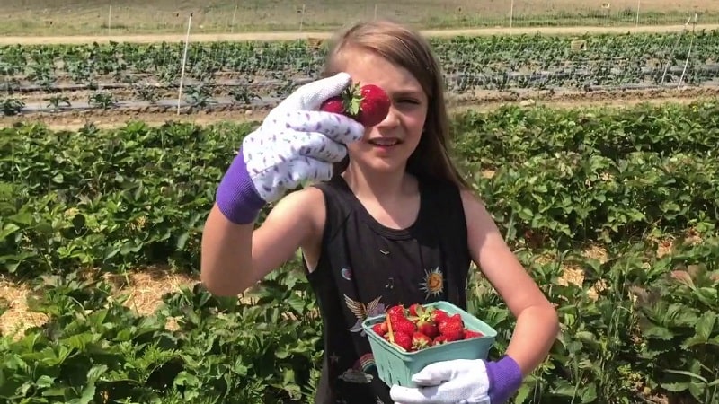 Strawberry Picking at Miller Farms in Clinton MD (Berries, Market, Bakery)