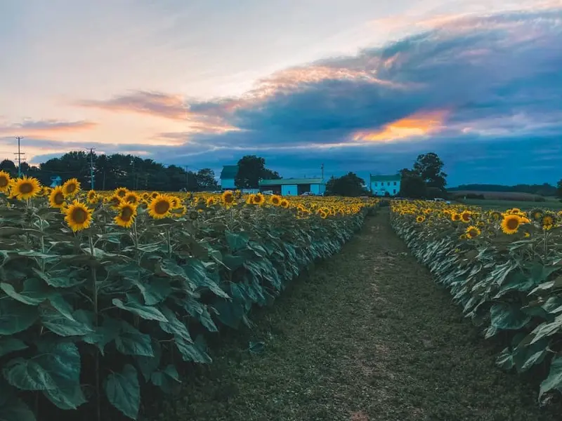 A field of sunflowers at Millers Farm in Maryland during sunset.