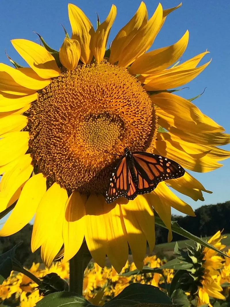 A monarch butterfly perches on a sunflower in Maryland's sunflower fields.