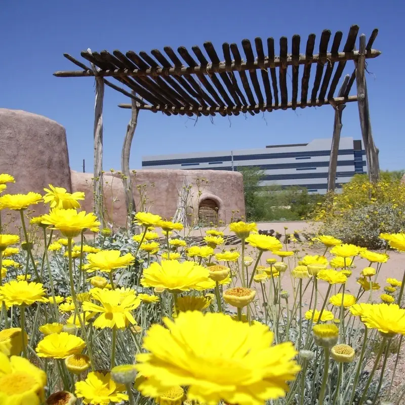 A garden with yellow flowers and a wooden gazebo.