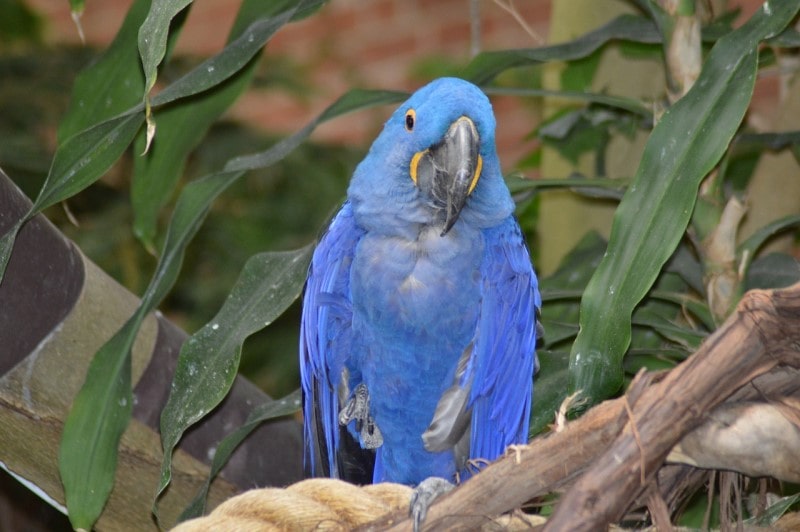 National Aviary in Pittsburgh