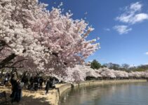 National Cherry Blossom Festival: What to See & Do With Kids