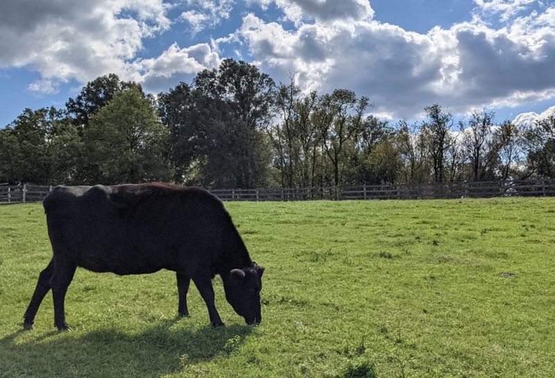 cow grazing on open field