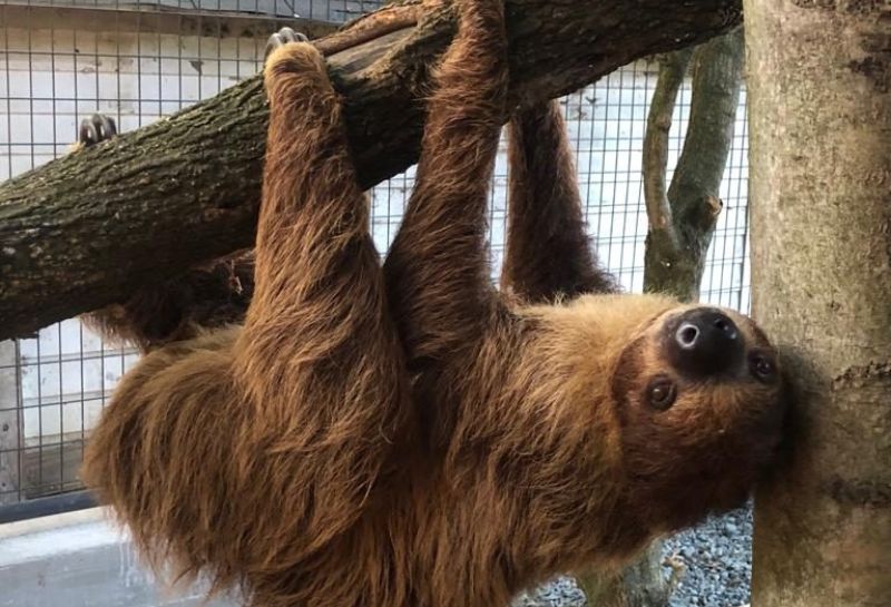 Sloth at Plumpton Park Zoo