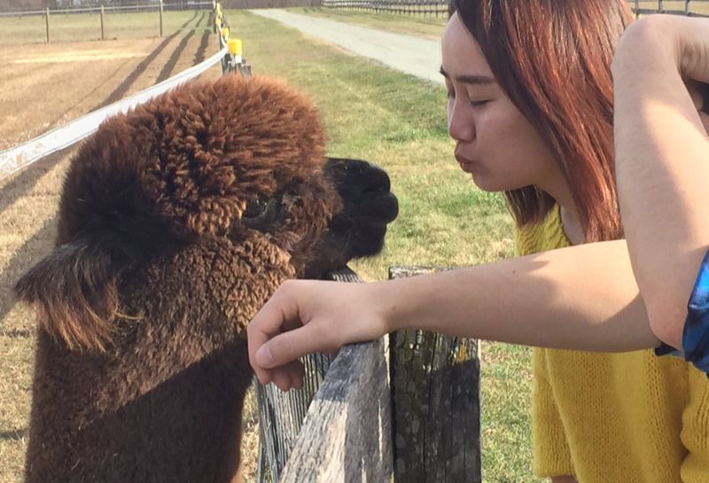 Alpaca interacting with a lady