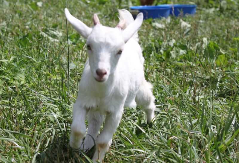 Baby goat playing at Clarks Elioak Farm