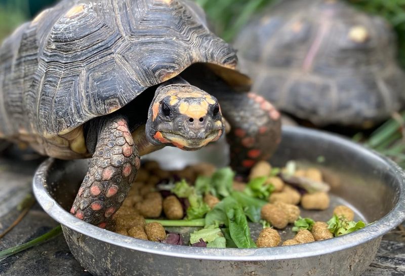Tortoise feeding at Green Meadows
