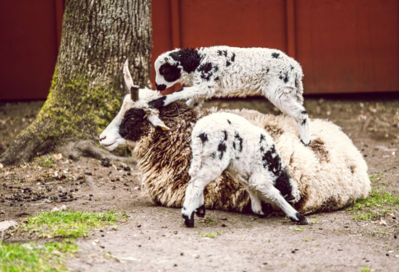 Goats playing at the petting zoo