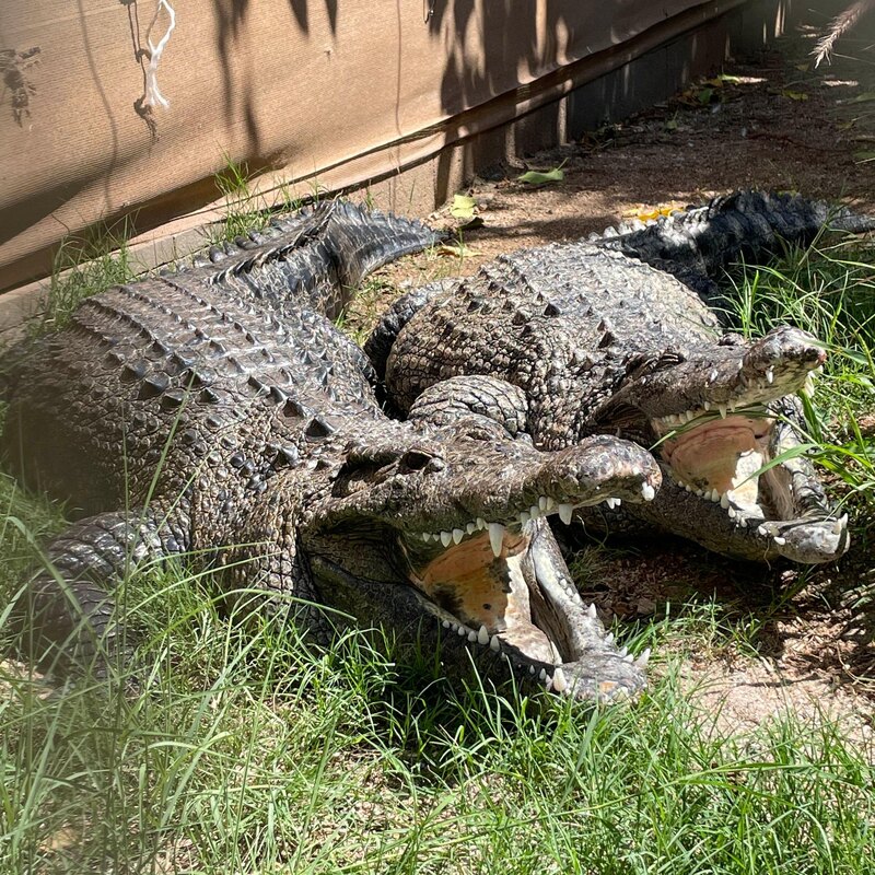 Two crocodiles laying in the grass with their mouths open.