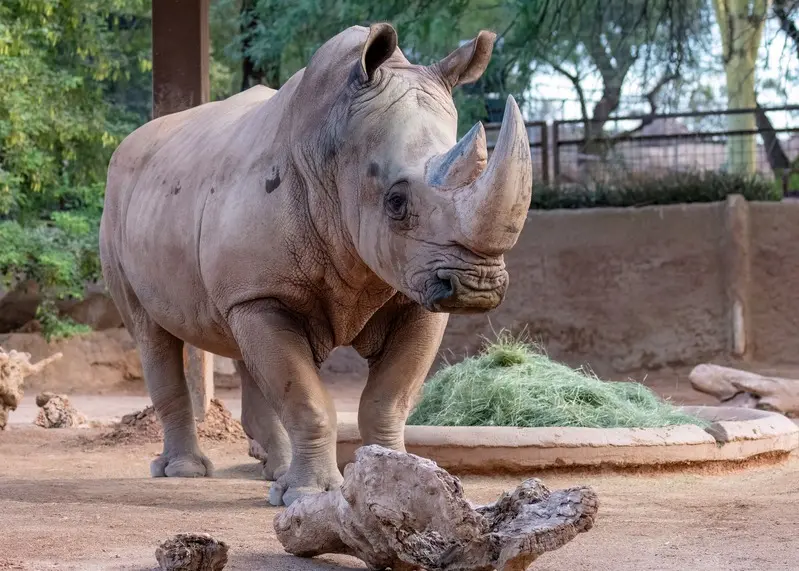 A white rhino standing in a dirt enclosure.