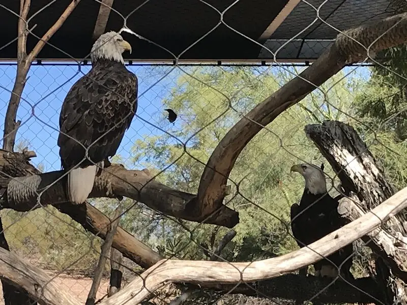 Two bald eagles perched on branches in a zoo enclosure.