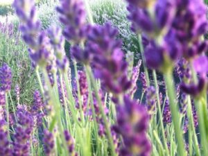 11+ Lavender Farms in VA: Best U-Pick Farms (2023)