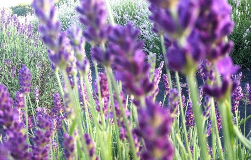 pick your own lavendar | seven oaks lavender farm