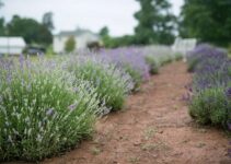 11+ Lavender Farms in VA: U-Pick Flowers (2022)