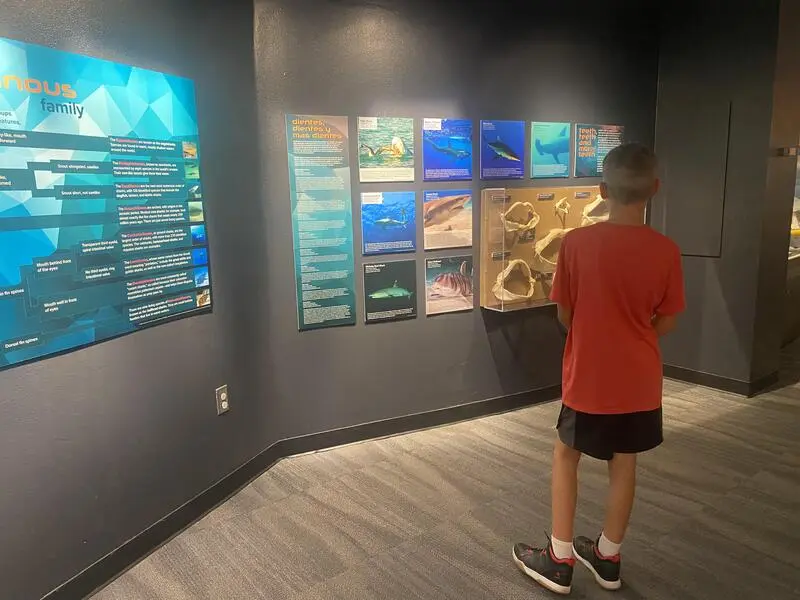 A boy looking at a wall with pictures on it.