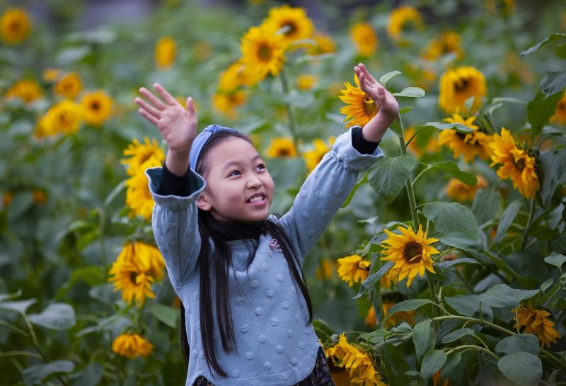 Kid enjoying at a sunflower field in Maryland