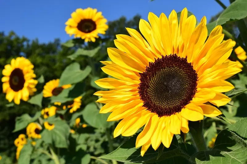 A Maryland sunflower field against a blue sky.