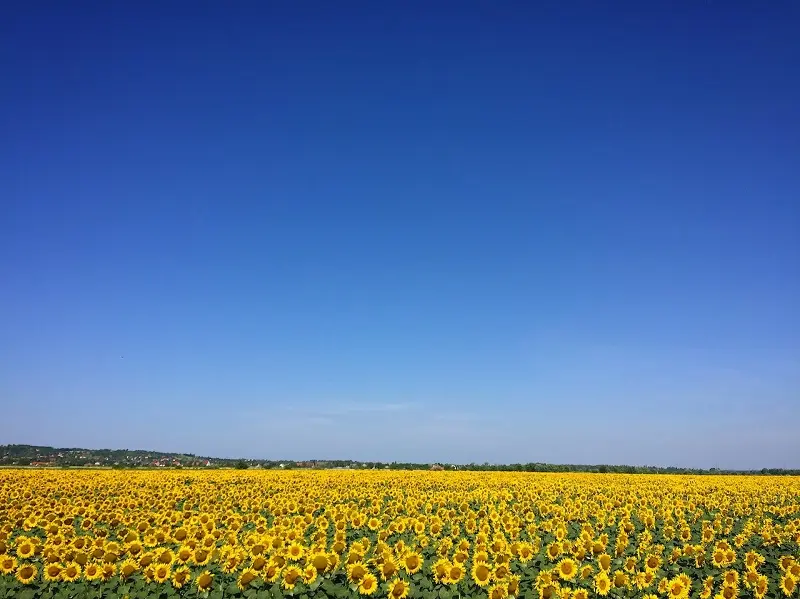 A field of sunflowers in Maryland under a blue sky.