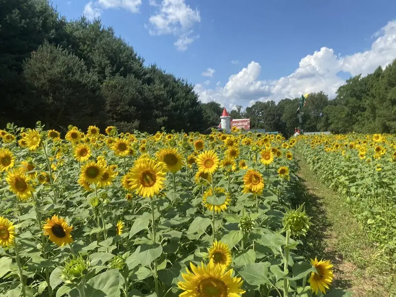 A picturesque field of sunflowers in Maryland with trees in the background.
