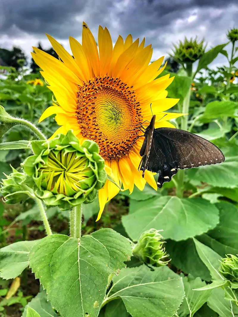 A butterfly perches on a sunflower in Maryland's sunflower fields.